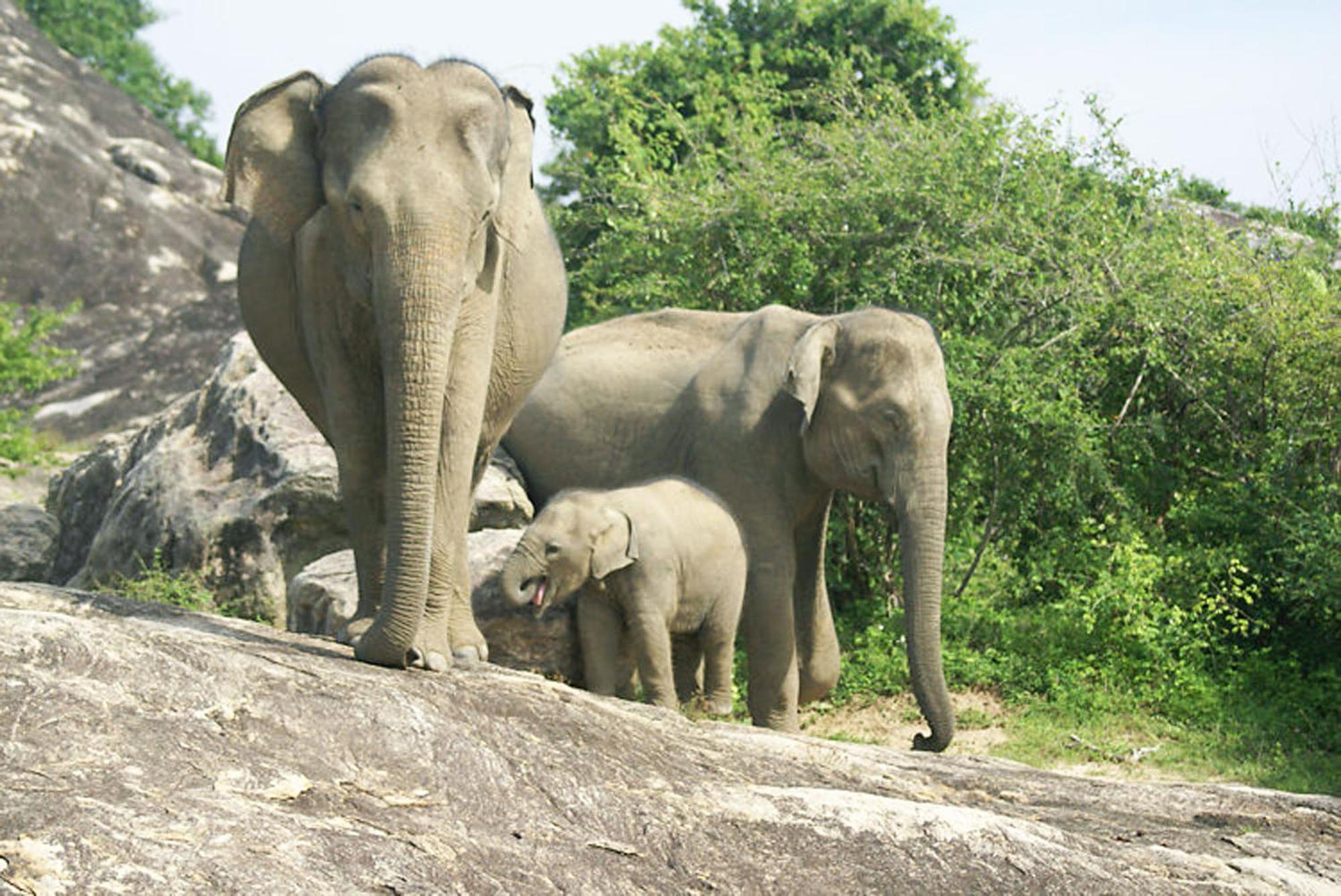 Share Safari&Homestay Udawalawe Exteriör bild